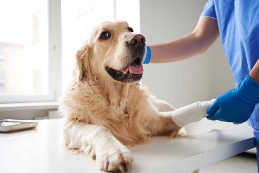 Dog in hydrotherapy