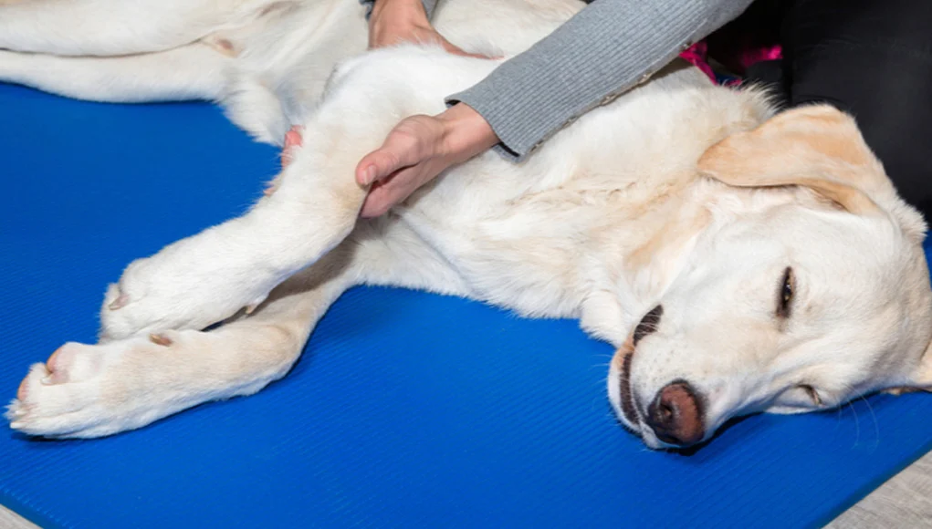 Dog in hydrotherapy